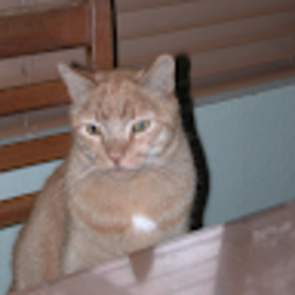 Meet your Posher, Danimalz - Picture 1 of 1